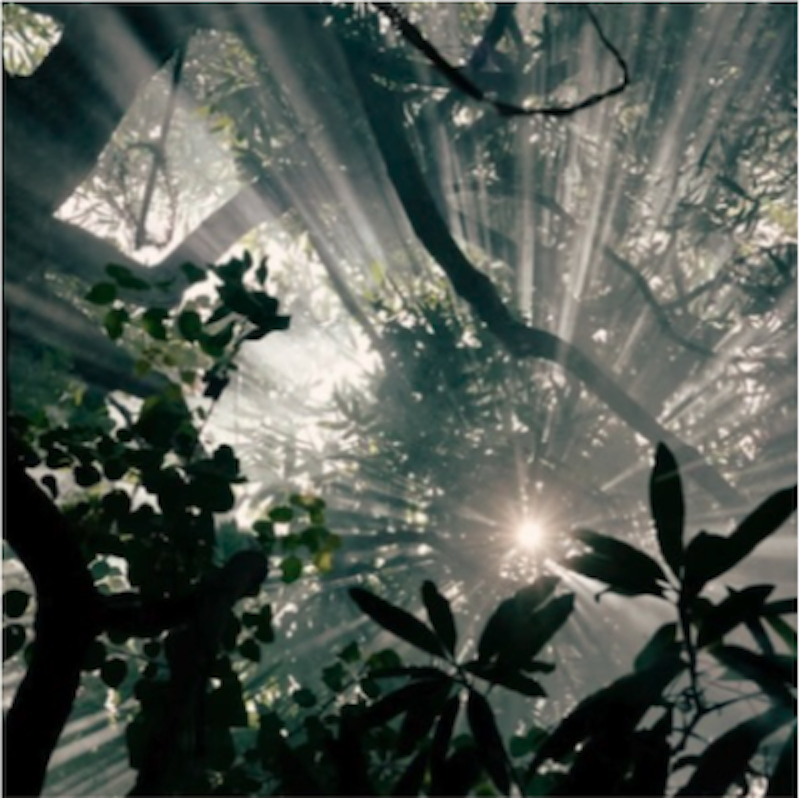 Light bursting from behind dark trees